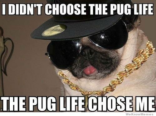 pug life